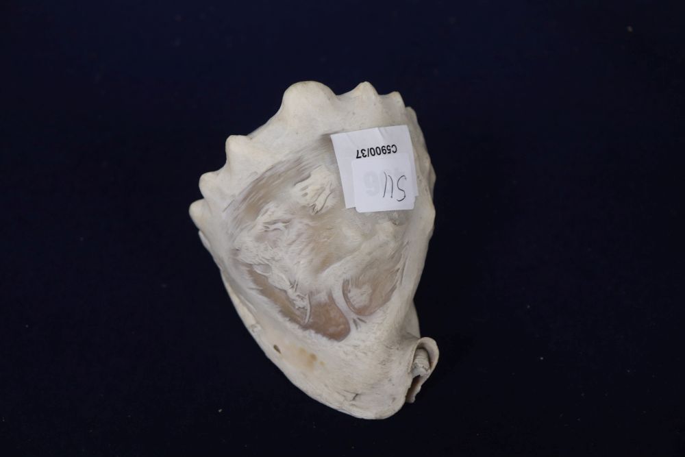 An Italian cameo cowrie shell